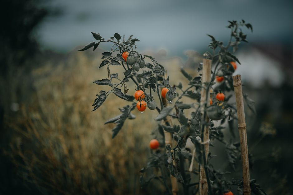 Cherry paradajky vo vaku