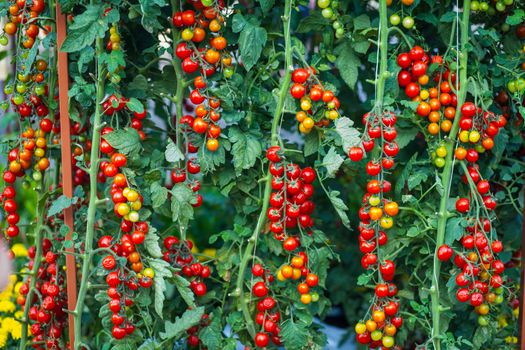 Cherry paradajka Balkónová