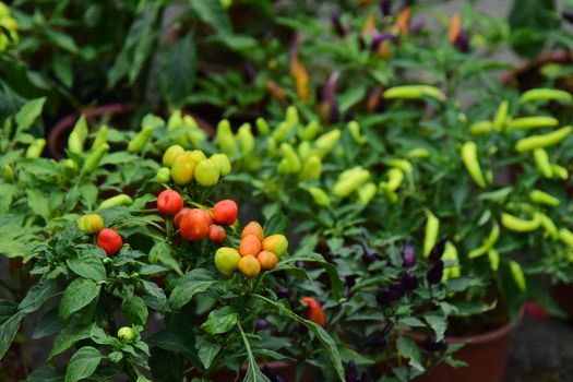 Chilli Cayenne Balkon